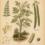 The Drumstick Tree: A Sacred Plant of Healing, Protection, and Spiritual Strength