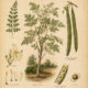 The Drumstick Tree: A Sacred Plant of Healing, Protection, and Spiritual Strength