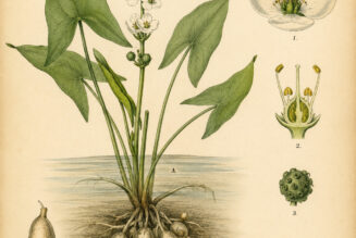 Duck Potato: A Plant of Nourishment, Adaptability, and Quiet Magic
