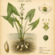 Duck Potato: A Plant of Nourishment, Adaptability, and Quiet Magic