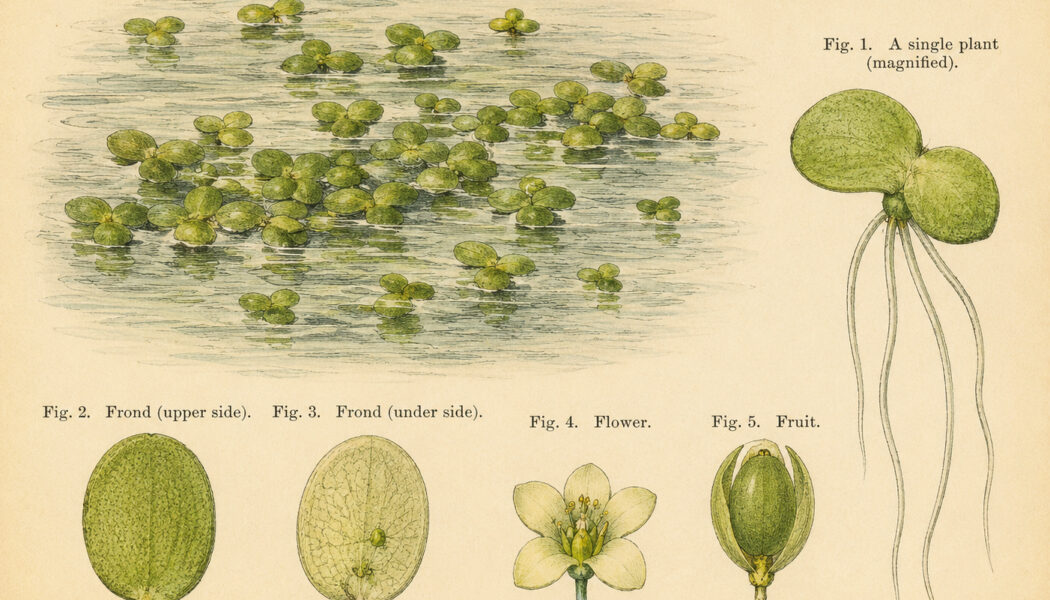 Duckweed: The Tiny Plant of Still Waters and Quiet Magic