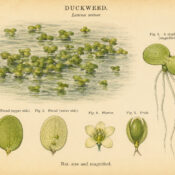 Duckweed: The Tiny Plant of Still Waters and Quiet Magic