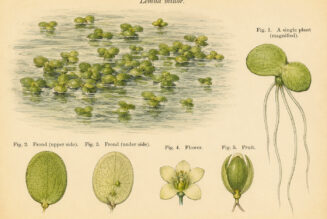 Duckweed: The Tiny Plant of Still Waters and Quiet Magic