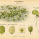 Duckweed: The Tiny Plant of Still Waters and Quiet Magic
