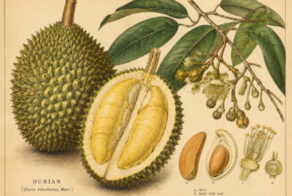 Durian: The King of Fruits in Folklore, Paganism, and Witchcraft