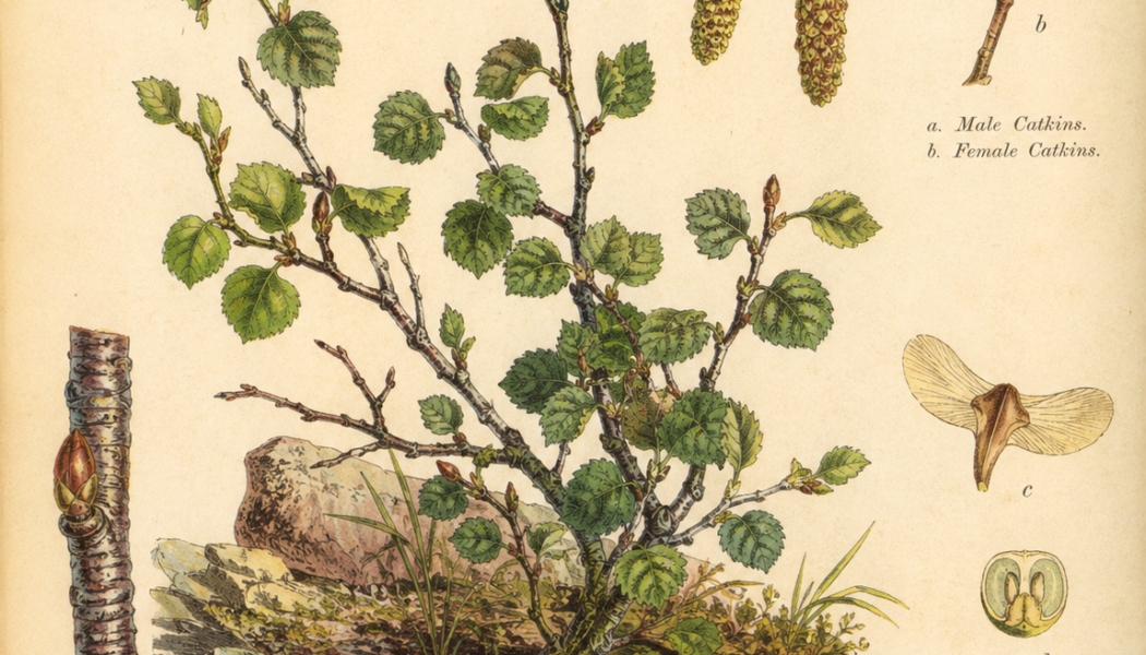 Dwarf Birch: A Hardy Symbol of Resilience in Paganism and Witchcraft