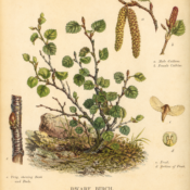 Dwarf Birch: A Hardy Symbol of Resilience in Paganism and Witchcraft