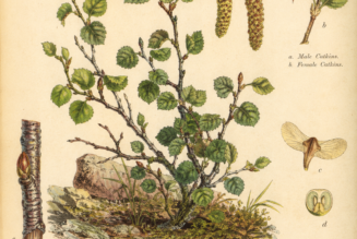 Dwarf Birch: A Hardy Symbol of Resilience in Paganism and Witchcraft
