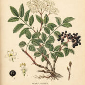 Dwarf Elder: A Mysterious Plant of Protection and Folklore