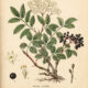 Dwarf Elder: A Mysterious Plant of Protection and Folklore