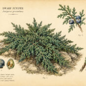Dwarf Juniper: A Sacred Evergreen of Protection and Endurance