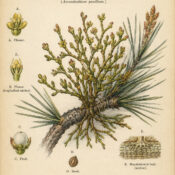 Dwarf Mistletoe: A Tiny Plant with Powerful Symbolism