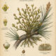 Dwarf Mistletoe: A Tiny Plant with Powerful Symbolism
