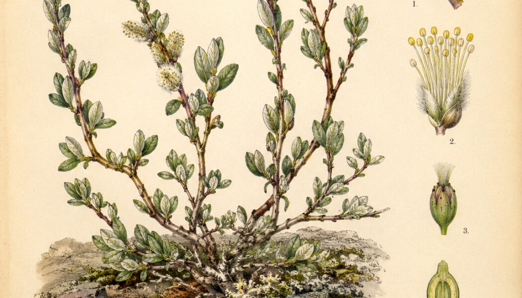 Dwarf Willow: A Symbol of Resilience in Paganism and Witchcraft