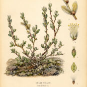 Dwarf Willow: A Symbol of Resilience in Paganism and Witchcraft