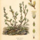 Dwarf Willow: A Symbol of Resilience in Paganism and Witchcraft