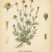 Dyer’s Chamomile: The Golden Herb of Colour, Sun Magic, and Prosperity
