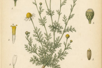 Dyer’s Chamomile: The Golden Herb of Colour, Sun Magic, and Prosperity