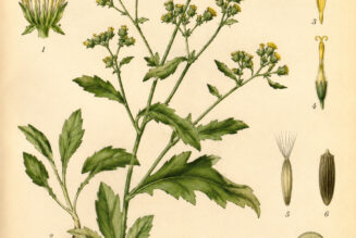 Dyer’s Greenweed: A Bright Plant of Colour, Protection, and Folk Magic