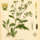 Dyer’s Greenweed: A Bright Plant of Colour, Protection, and Folk Magic