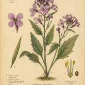 Dyer’s Rocket: A Plant of Colour, Transformation, and Magical Tradition