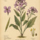 Dyer’s Rocket: A Plant of Colour, Transformation, and Magical Tradition