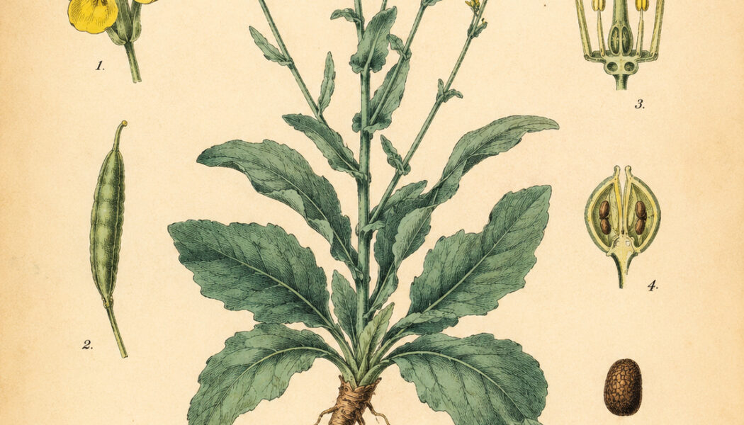 Dyer’s Woad: The Ancient Blue Plant of Magic and Transformation