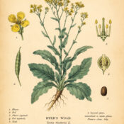 Dyer’s Woad: The Ancient Blue Plant of Magic and Transformation
