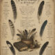 Feathers and Their Place in Paganism & Witchcraft
