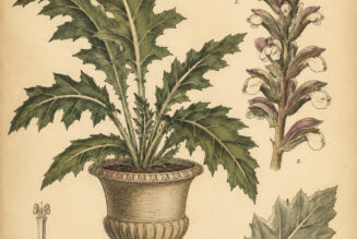 Grecian Plant: Its Importance in Paganism and Witchcraft