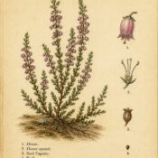 Heather: A Sacred Plant in Paganism and Witchcraft