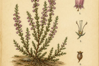 Heather: A Sacred Plant in Paganism and Witchcraft