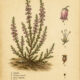 Heather: A Sacred Plant in Paganism and Witchcraft