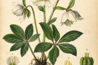 The Christmas Rose: A Winter Bloom in Paganism and Witchcraft