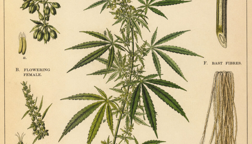 Hemp