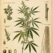 Hemp