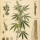 Hemp