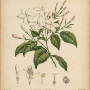 Jasmine: A Sacred Flower in Paganism and Witchcraft