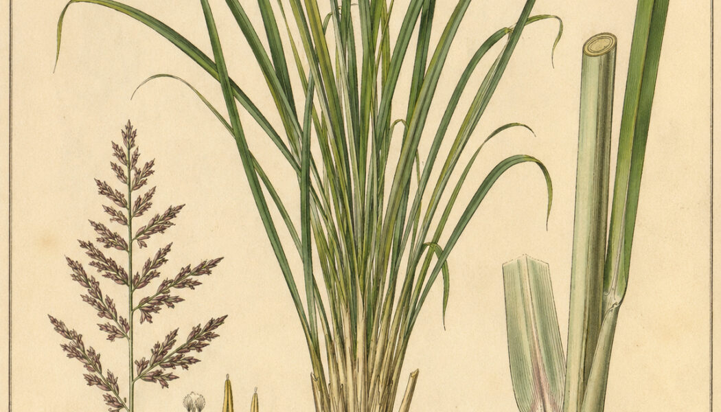 Lemongrass: A Sacred Herb in Paganism and Witchcraft