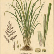 Lemongrass: A Sacred Herb in Paganism and Witchcraft