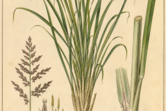 Lemongrass: A Sacred Herb in Paganism and Witchcraft