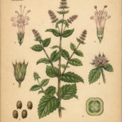 Mint: A Sacred Herb in Paganism and Witchcraft