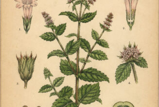 Mint: A Sacred Herb in Paganism and Witchcraft