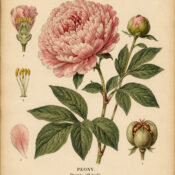 Peony: A Sacred Flower in Paganism and Witchcraft