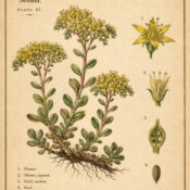 Sedum: The Sacred Stonecrop in Paganism and Witchcraft