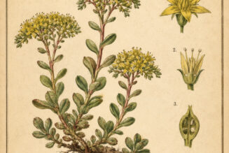 Sedum: The Sacred Stonecrop in Paganism and Witchcraft