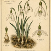 Snowdrops: Sacred Messengers of Hope in Paganism and Witchcraft