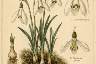 Snowdrops: Sacred Messengers of Hope in Paganism and Witchcraft