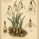 Snowdrops: Sacred Messengers of Hope in Paganism and Witchcraft