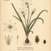 Spring Starflower: A Symbol of Renewal in Paganism and Witchcraft